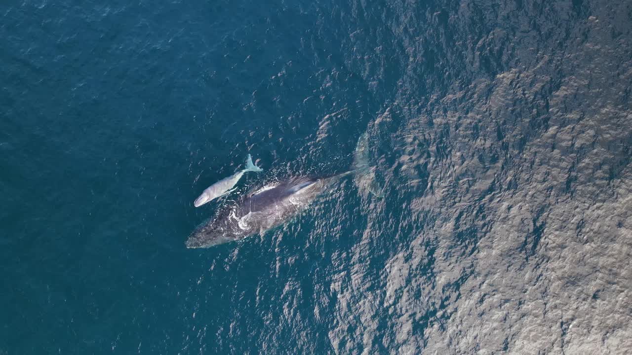 어머니 고래 가 푸른 바다 표면 위 에서 새로 태어난 새끼 새끼 와 함께 휴식 하고 있다