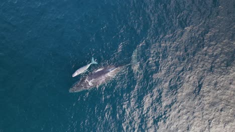 una ballena madre descansa con su cría recién nacida sobre la superficie del océano azul