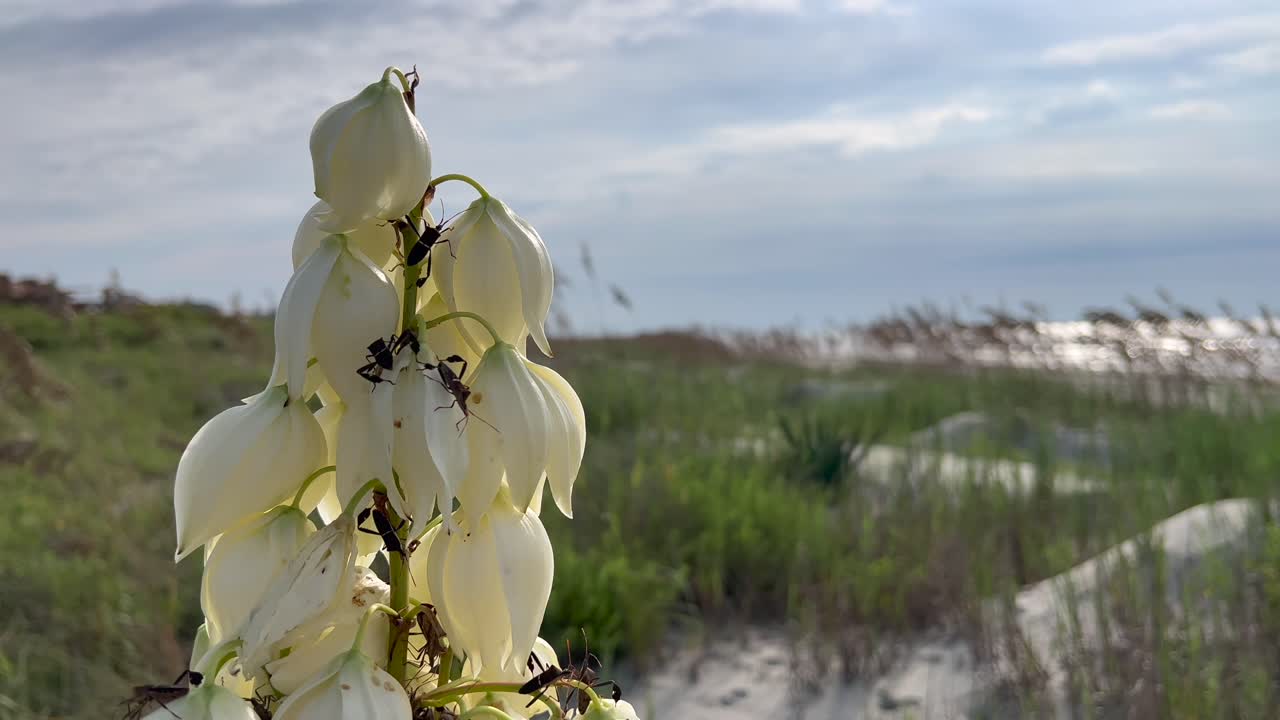dune bug en flor en kiawah island sc