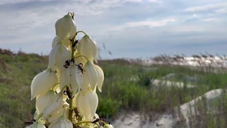 Dünenwanze-Auf-Blume-Bei-Kiawah-Island-Sc