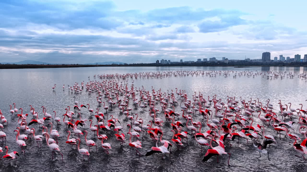 Un grupo de flamencos se reúne en un gran lago de la ciudad durante las primeras horas de la mañana. Muchos flamencos permanecen juntos en el agua del lago, con edificios de la ciudad al fondo.