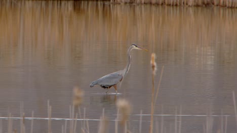 Man-Sieht-Einen-Blaureiher,-Der-Mit-Seinem-Schnabel-Im-Wasser-Herumsticht