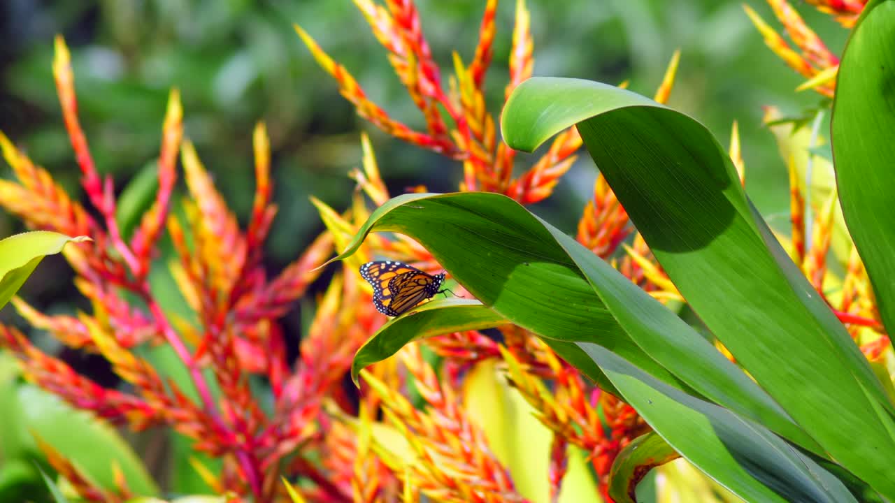 mariposa hawaiana descansando en una planta de bromelias al sol