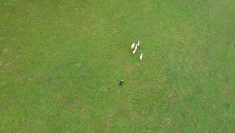 Sheepdog-working-on-a-flock-of-sheep-on-a-traditional-farm-in-rural-Slovenia