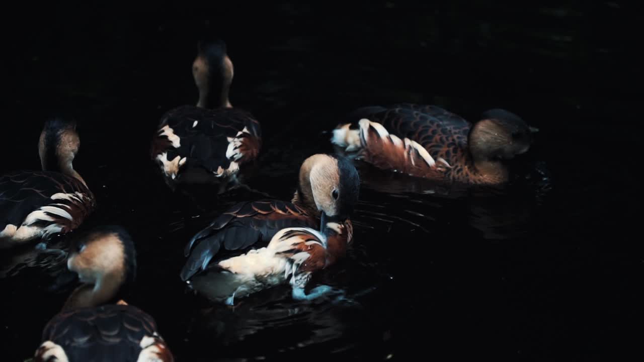 Flock of ducks swimming and cleaning wings while in dark water, black background