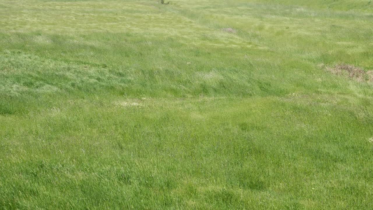 Video al rallentatore di erba alta che si muove al vento. Parco nazionale di Hortobagy, Ungheria