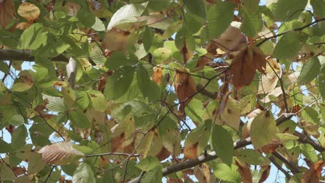 hojas de otoño en los árboles a lo largo del arroyo wissahickon