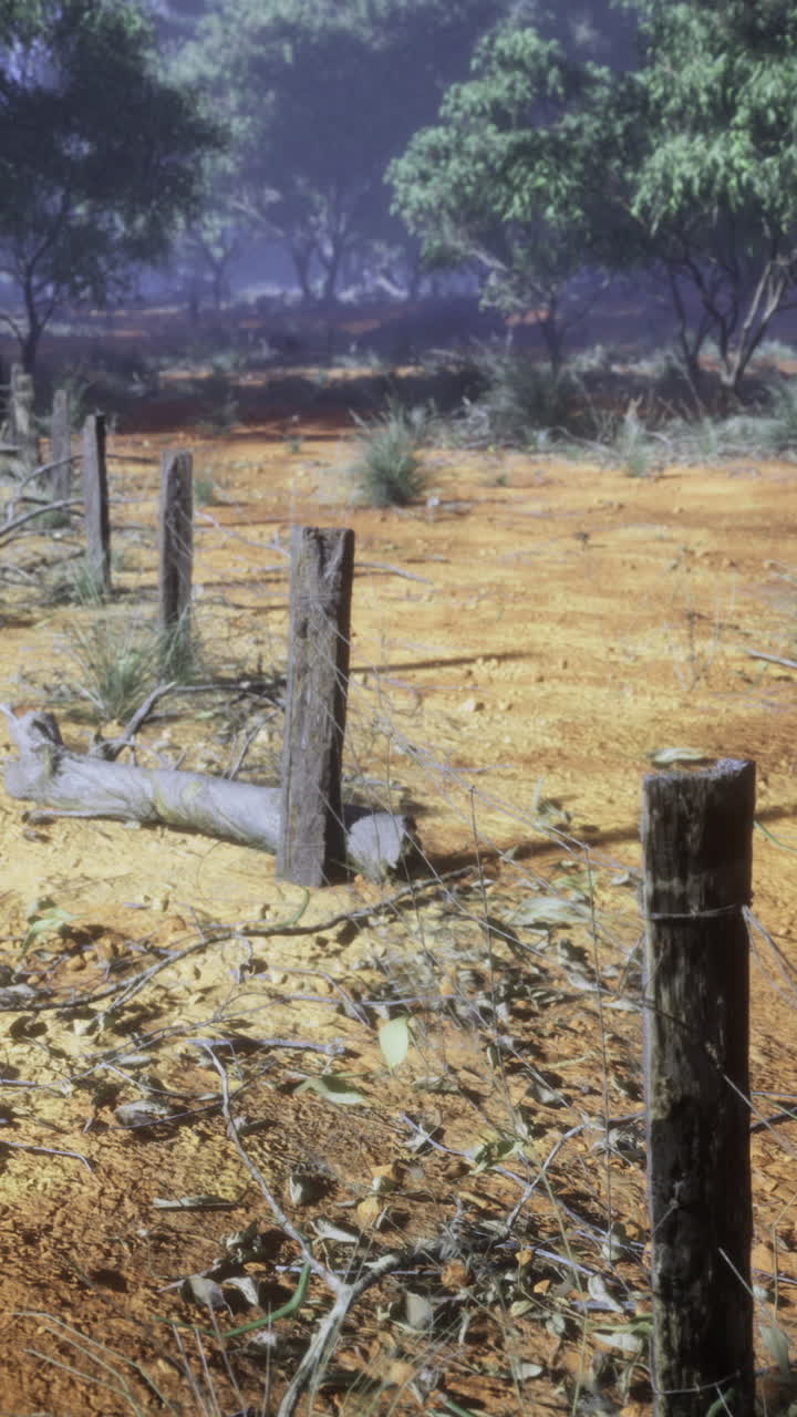 Surrounded by sparse vegetation and a dusty ground the bright sun casts long shadows