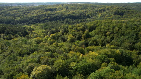 dense forested green lush canopy in forest near gdynia poland, aerial overview