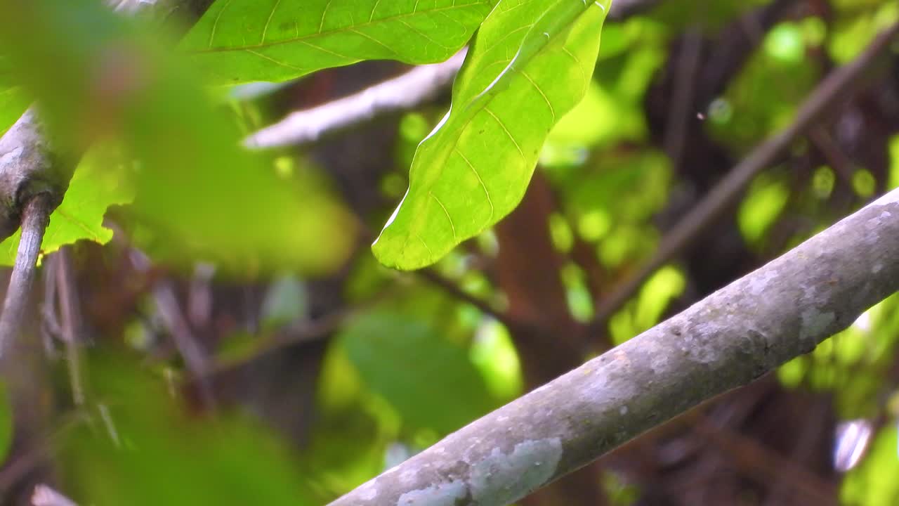 Keel-Billed Toucan Sitting on Branch Then Flying Out of Frame