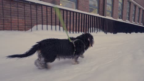 Dachshund-dog-running-fast-in-snow-in-urban-environment-in-slow-motion