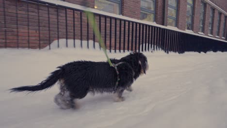 perro dachshund corriendo rápido en la nieve en un entorno urbano en cámara lenta