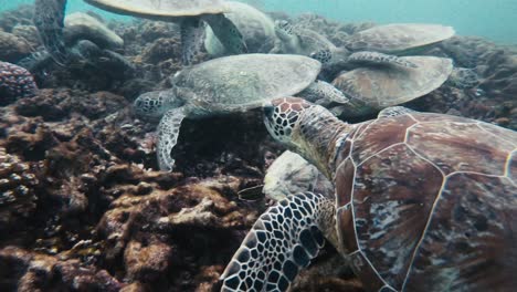 Erleben-Sie-Den-Faszinierenden-Anblick-Majestätischer-Schildkröten,-Die-Sich-Anmutig-An-Den-Farbenfrohen-Korallen-In-Den-Tiefen-Des-Ozeans-Erfreuen