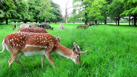 Handheld-Nahaufnahme-Eines-Gefleckten-Braunen-Hirsches,-Der-Im-Phoenix-Park,-Dublin,-Grast