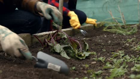 young couple gardening