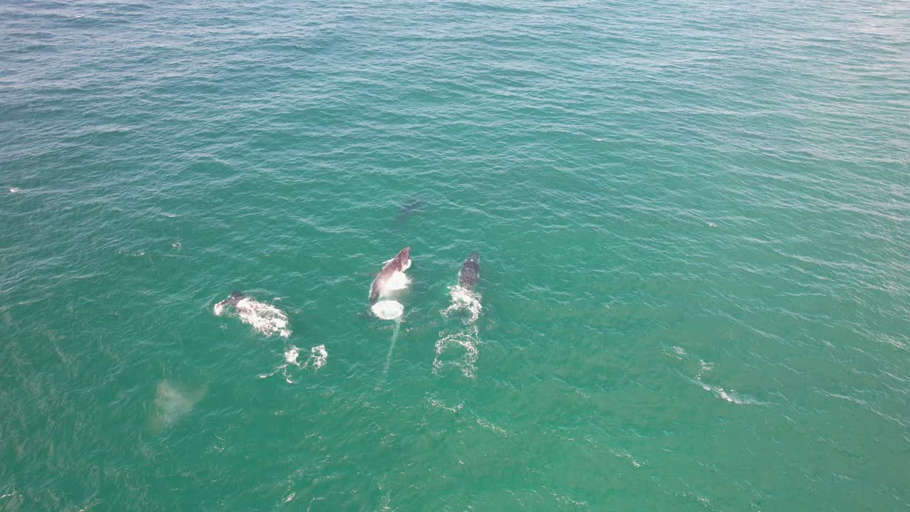 Pod Of Humpback Whales Blowing Water And Swimming In The Sea