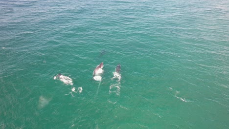 grupo de ballenas jorobadas soplando agua y nadando en el mar