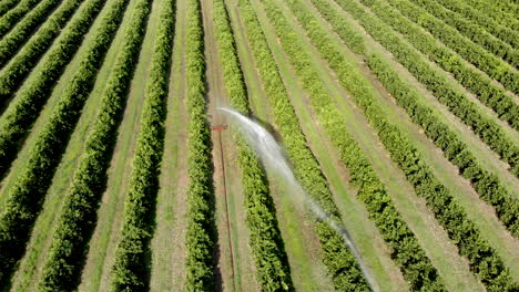 riego en plantaciones de naranjas en un día soleado en brasil