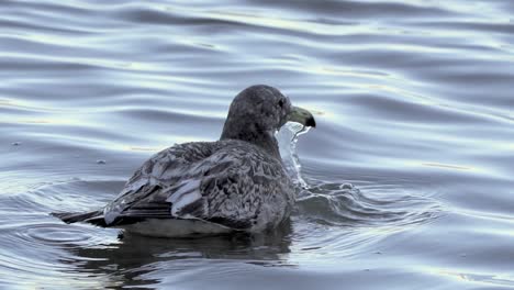 Junge-Meermöwe-Badet-Im-Meerwasser,-Taucht-Und-Schüttelt-Den-Kopf-Ins-Wasser