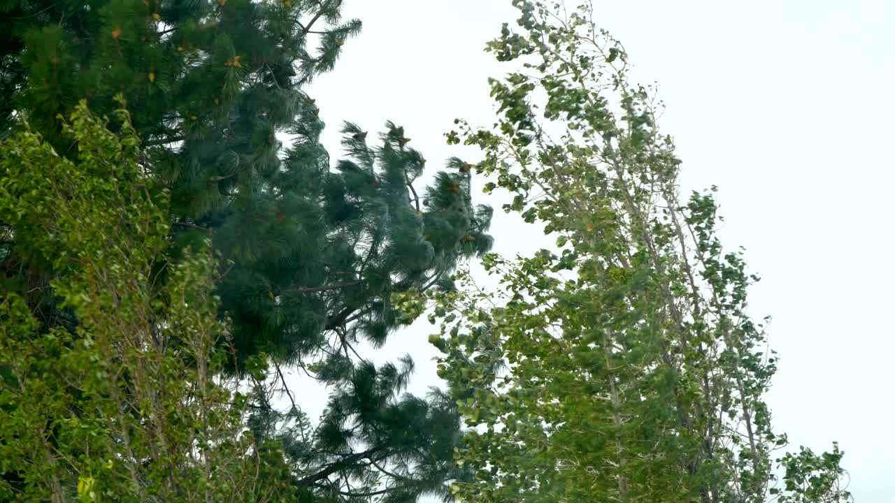 tree branches flailing in the Fierce 70-80 mile per hour winds