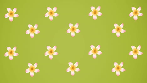 animación de flores rosadas girando sobre un fondo verde