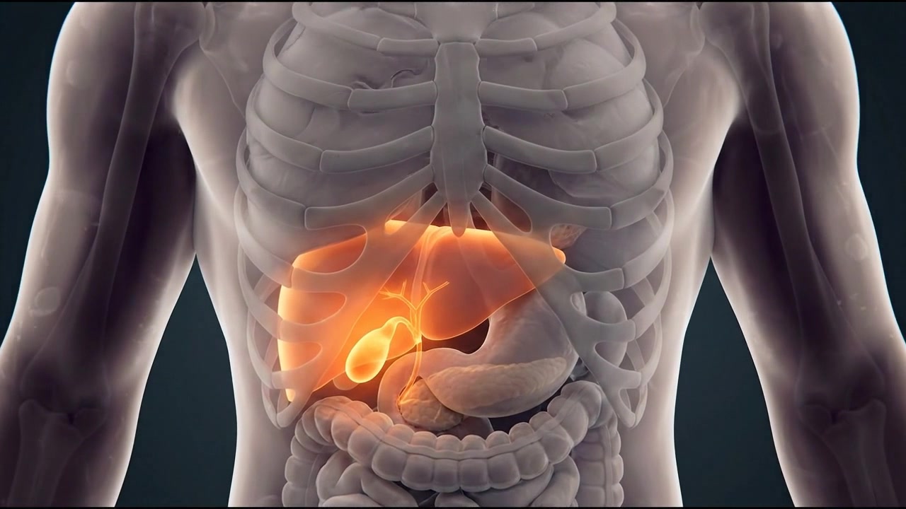 3D Medical Animation of Human Liver and Gallbladder Anatomy
