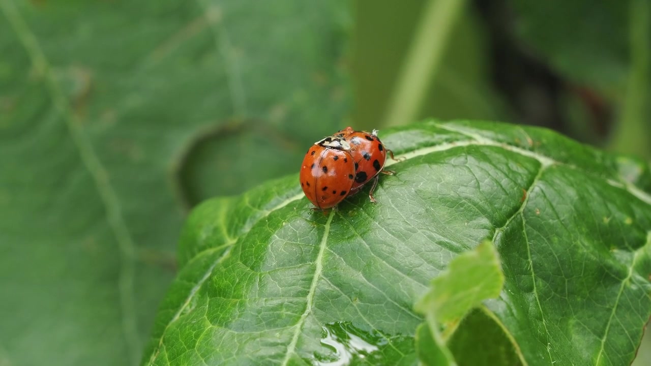 Ladybirds mating on a green leaf.