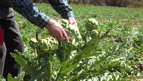 Un-Anciano-Agricultor-Corta-Alcachofas-Frescas-En-El-Campo-Cerca-De-Lompoc-Santa-Barbara-California