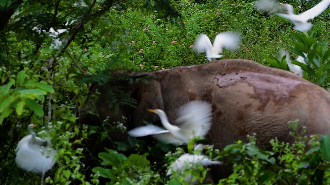 아시아 코끼리는 멸종 위기 종이며 태국 거주자이기도합니다.