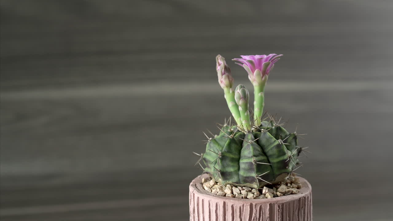 rotate Flowering cactus in pot rotation isolated on wood background