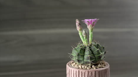 rotate flowering cactus in pot rotation isolated on wood background