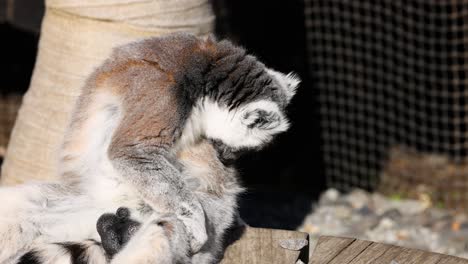 lemur grooming itself near a tree trunk