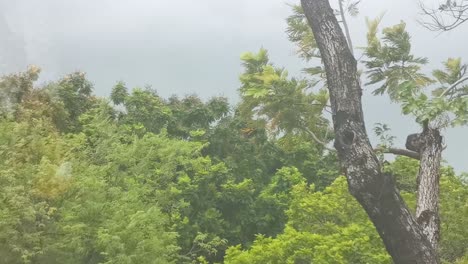 Close-Up-of-Trees-Blowing-in-Fierce-Winds-During-Monsoon-Season-in-Thailand