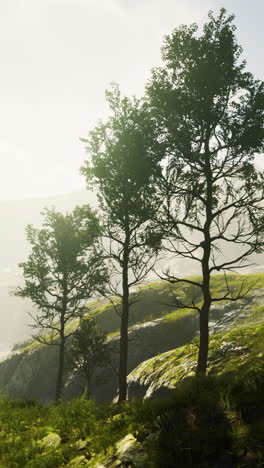 serene mountain landscape with trees
