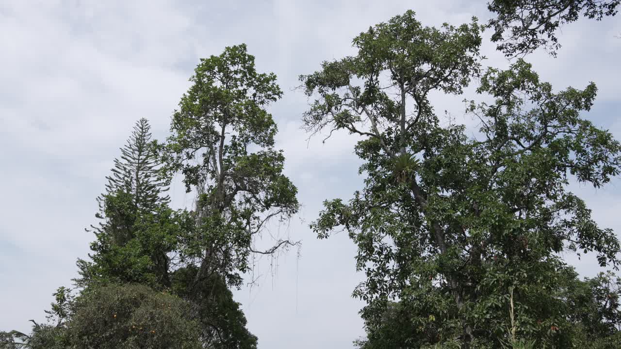 Kapok tall tree green foliage canopy in Colombia village