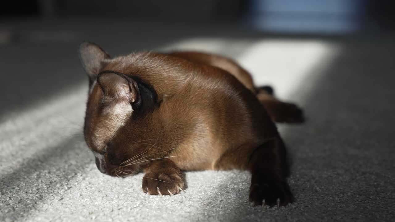 Cat in living room. Lazy pet cat resting in sunlight inside the home