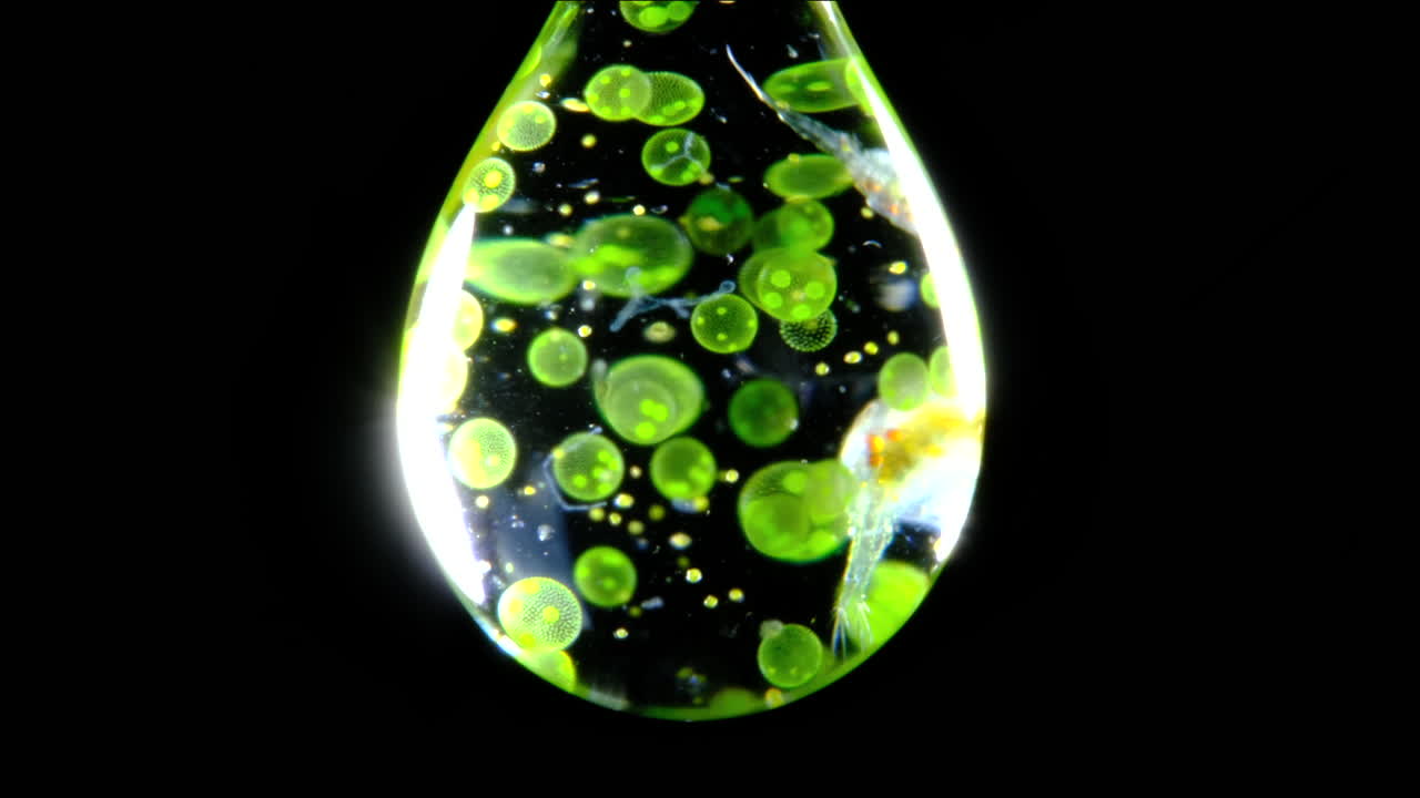 Microscopic Life in a Water Droplet