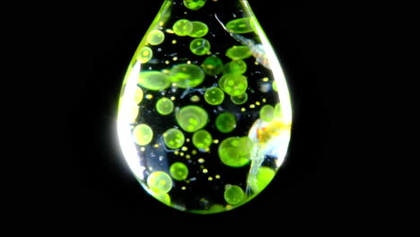 microscopic life in a water droplet