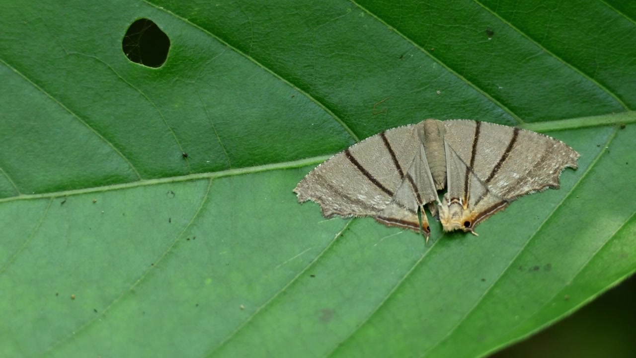 Authentic closeup footage of the Bar Swallowtail Moth (Orudiza protheclaria) perched naturally on a vibrant green leaf in the forests of Himachal Pradesh, India, during the summer season.