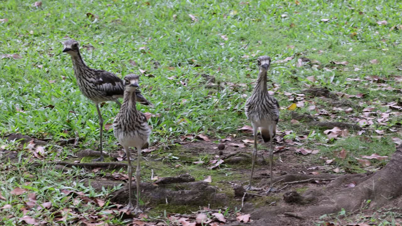 dos garzas interactuando y moviéndose en un bosque