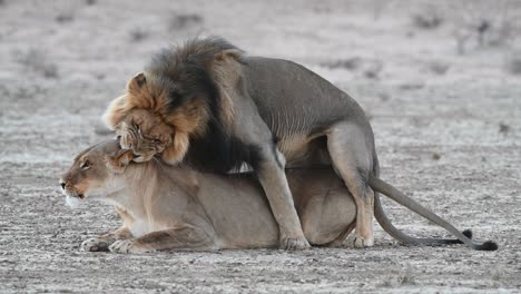 Una-Toma-Amplia-De-Un-Par-De-Leones-Apareándose-En-El-Parque-Transfronterizo-De-Kgalagadi