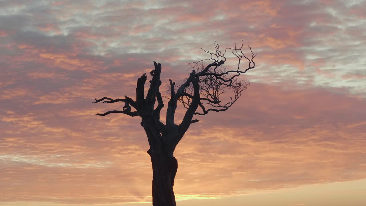Tree in muddy field at sunrise with puddles