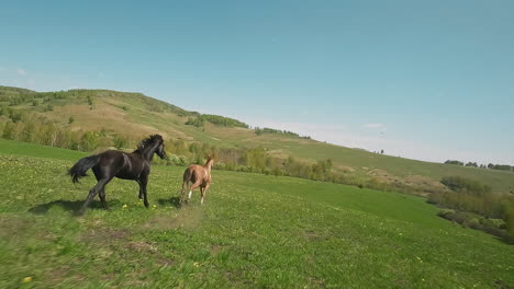 Hermoso-Caballo-Negro-Persigue-A-Un-Beige-Corriendo-Por-La-Pradera