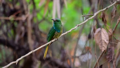 the blue-bearded bee-eater is found in the malayan peninsula including thailand at particular forest clearings