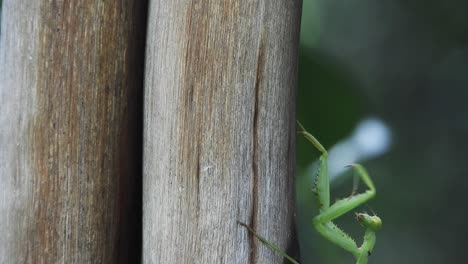 Pregnant-female-African-green-praying-mantis-walking-slowly-up-a-wooden-garden-fence,-predator-insect-hunting