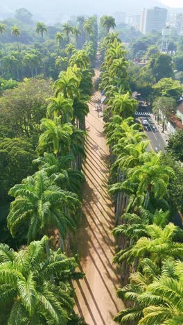 vertical: aerial flies over two rows of palm trees, gravel road, and city in background
