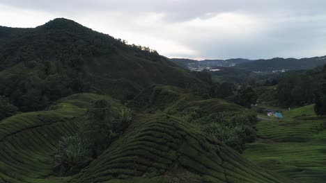 Bewölkter-Tag-In-Der-Berühmten-Teelandschaft-Der-Cameron-Highlands,-Antenne