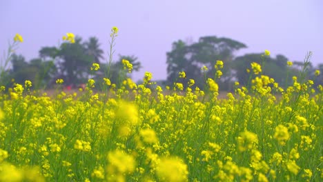 mustard flowers are blooming in the vast field