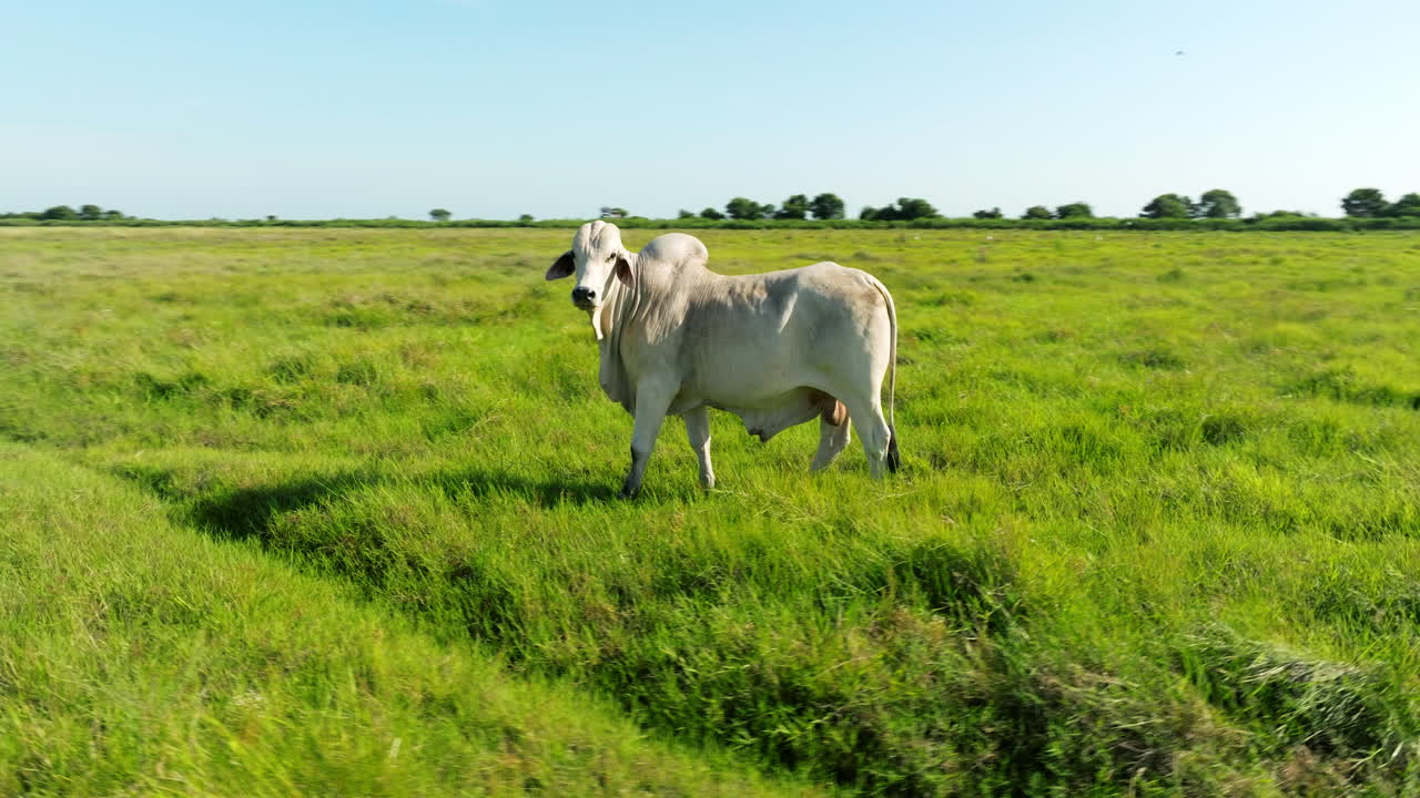 White Cow in a Lush Green Pasture
