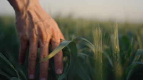 worker hand touch wheat ears closeup. farmer walk agricultural field on sunset.